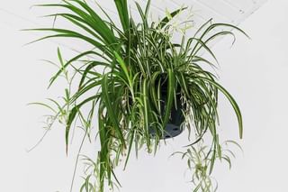 Spider plant in a room with a southern-facing window Spider plant in a room with a southern-facing window