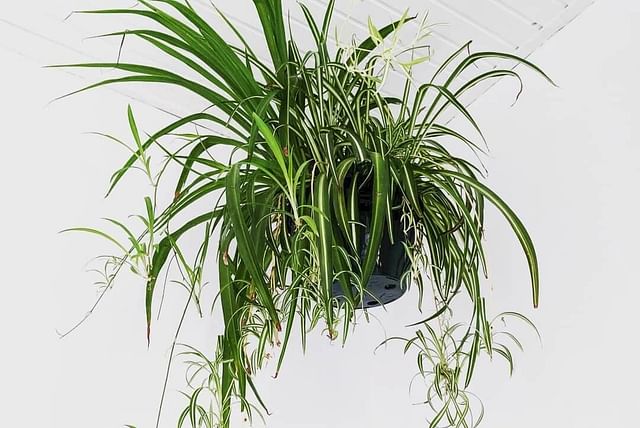 Spider plant in hanging planter