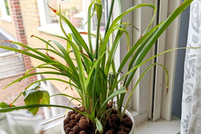 Graslelie wordt regelmatig gedraaid Graslelie wordt regelmatig gedraaid