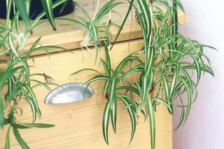 "How to propagate a spider plant" "How to propagate a spider plant"