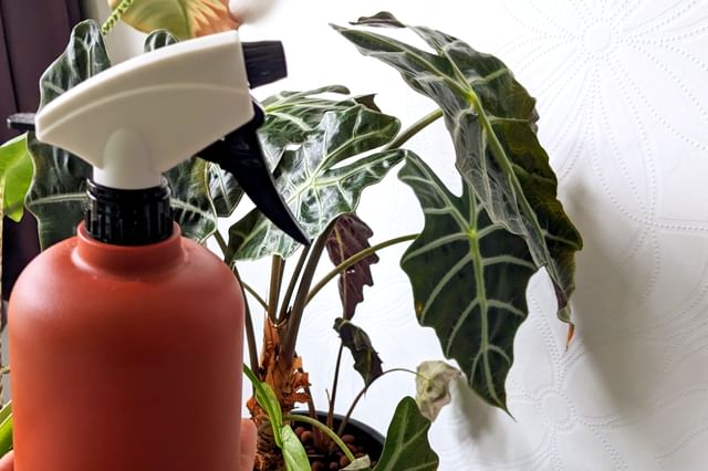 Spuitfles met een Alocasia Amazonica Spuitfles met een Alocasia Amazonica