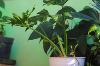 Stems of the Philodendron Hope Stems of the Philodendron Hope