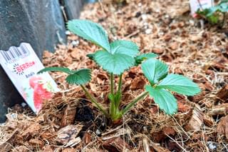 Strawberry growing in container Strawberry growing in container