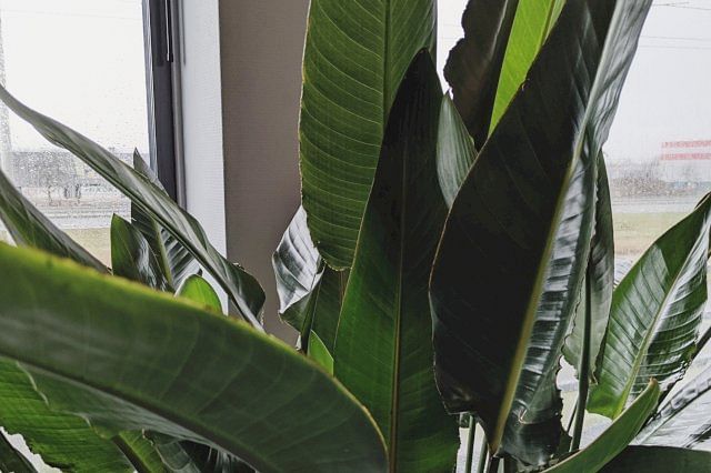 Paradijsvogelplant (Strelitzia reginae)