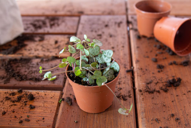 string-of-hearts-repotting.jpg