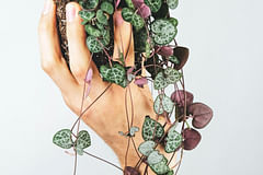 How to care for a String of Hearts (Ceropegia woodii)