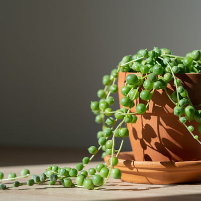Ikhebeencactus |Senecio Rowleyanus | Erwtenplant "String of Pearls" | Pot ⌀14cm - Hoogte ↕ 20-30cm