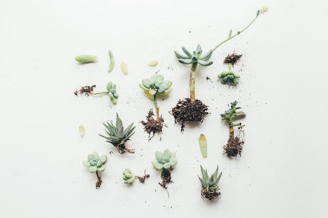 Soorten stekken voor een vetplant Soorten stekken voor een vetplant