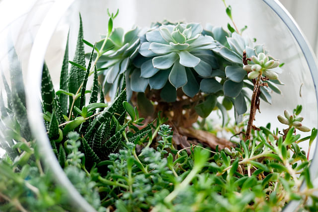 succulent-green-arrangement.jpeg
