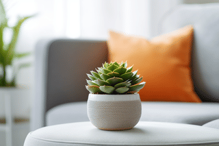 The ultimate guide for Succulent plant care The ultimate guide for Succulent plant care