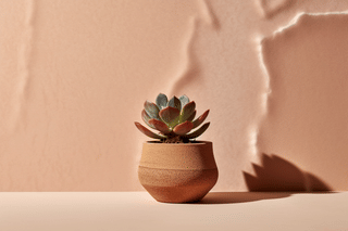 Succulent in a dry environment Succulent in a dry environment