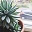 How to care for a succulent (indoors)