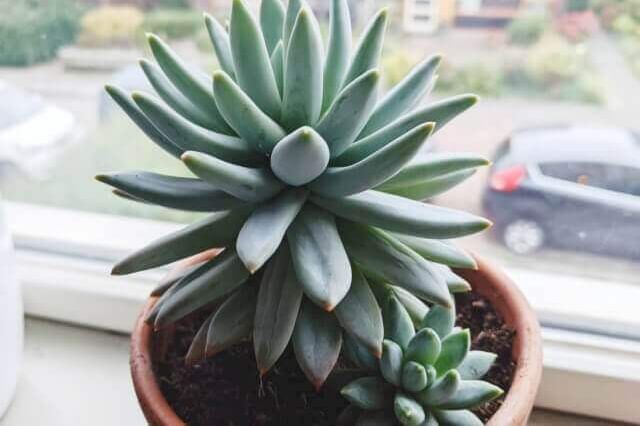 Hoe verzorg je een vetplant (binnenshuis)?