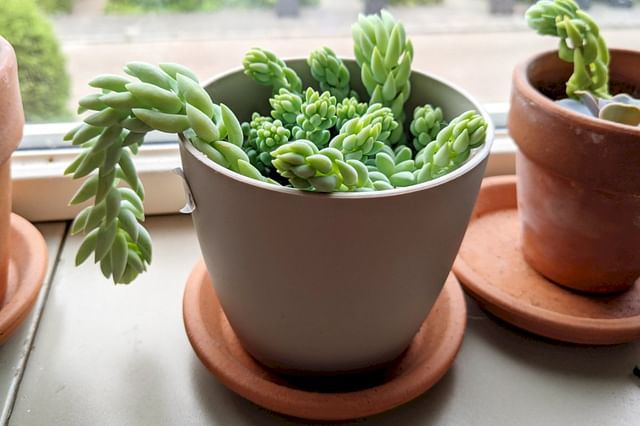 Succulent in pot with saucer