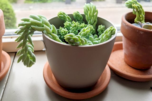 succulent-in-pot-with-saucer.jpg