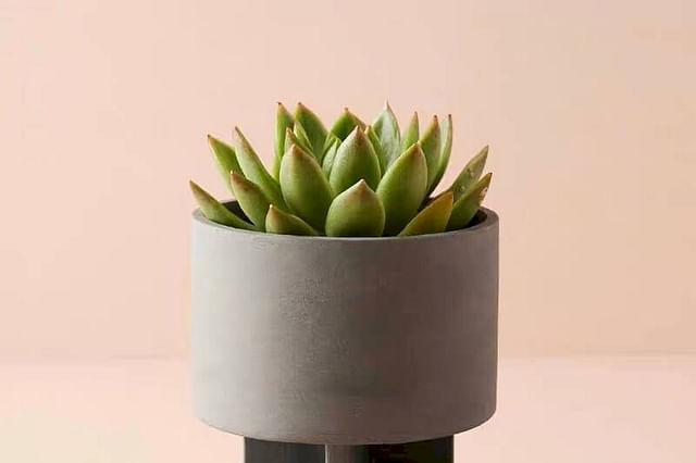 Succulent in Terracotta pot