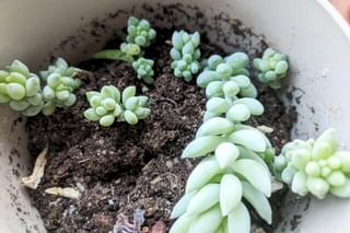 Propagated Sedum in soil Propagated Sedum in soil