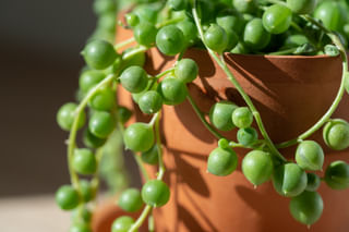 The ultimate guide to taking care of a String of Pearls The ultimate guide to taking care of a String of Pearls