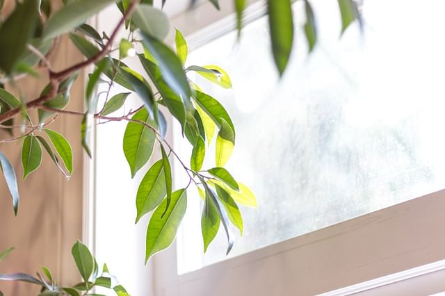 Is de richting van het zonlicht van belang voor je kamerplant? Is De Richting Van Het Zonlicht Van Belang Voor Je Kamerplant?