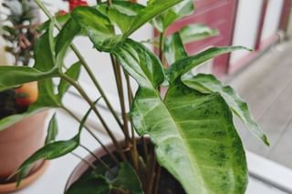Syngonium up close Syngonium up close