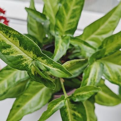 House Plant Shop | Syngonium 'Strawberry' - 4" Pot | Live Indoor Plant | Easy to Care | Natural Décor Plant | Great Gifts| Free Care Guide