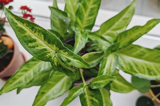 Ontdek nieuwe beginnersvriendelijke, vochtminnende kamerplanten voor je huis
