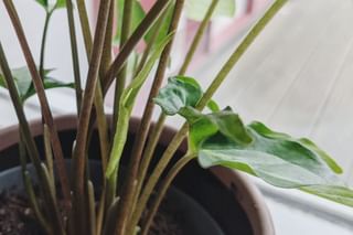 New leaf on a Syngonium New leaf on a Syngonium