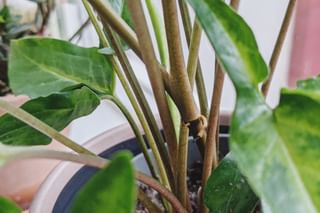 Syngonium node Syngonium node