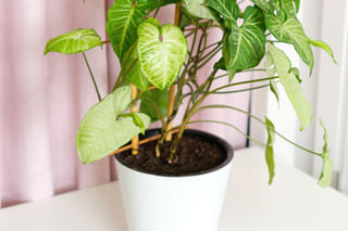 Soil for a Syngonium podophyllum Soil for a Syngonium podophyllum