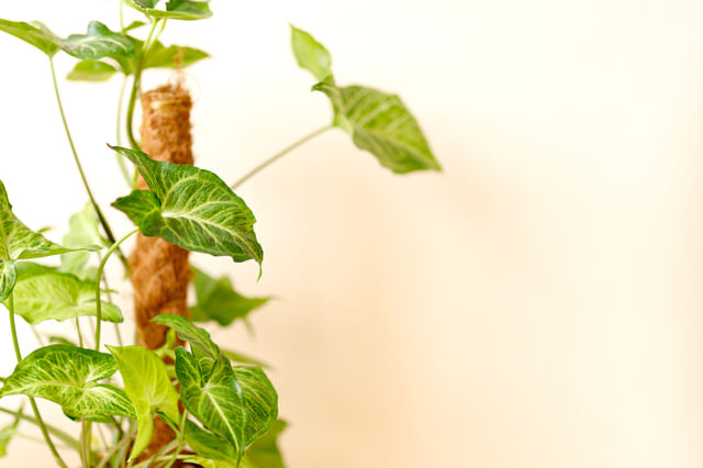 De ultieme plantenverzorgingsgids voor een Syngonium podophyllum De ultieme plantenverzorgingsgids voor een Syngonium podophyllum