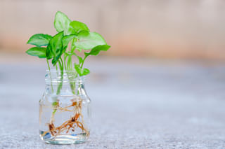 Water propagating a Syngonium podophyllum Water propagating a Syngonium podophyllum