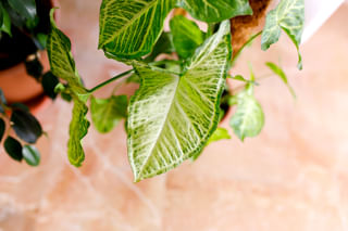 Arrowhead Plant (Syngonium podophyllum) Arrowhead Plant (Syngonium podophyllum)