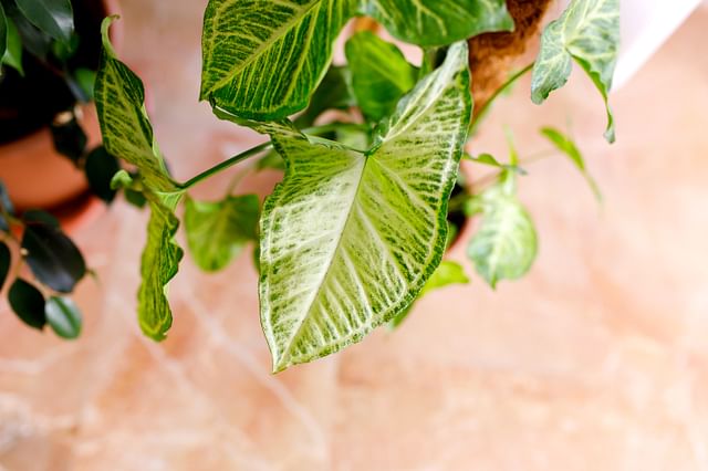 How to care for an Arrowhead Plant (Syngonium podophyllum)