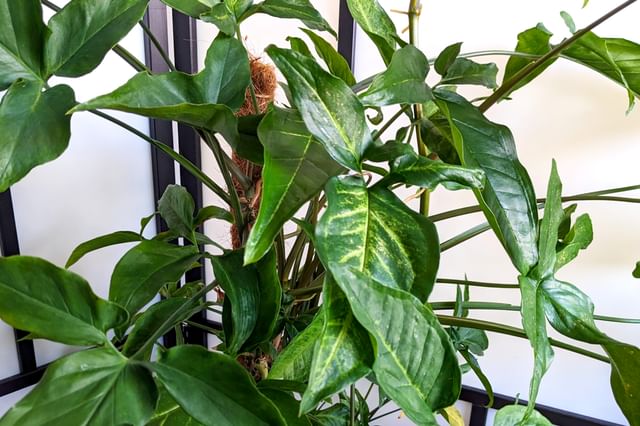 Syngonium gedijt door verwaarlozing Syngonium gedijt door verwaarlozing