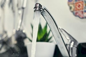 Can you use tap water to water your houseplants?