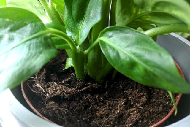De bodem van een Dieffenbachia