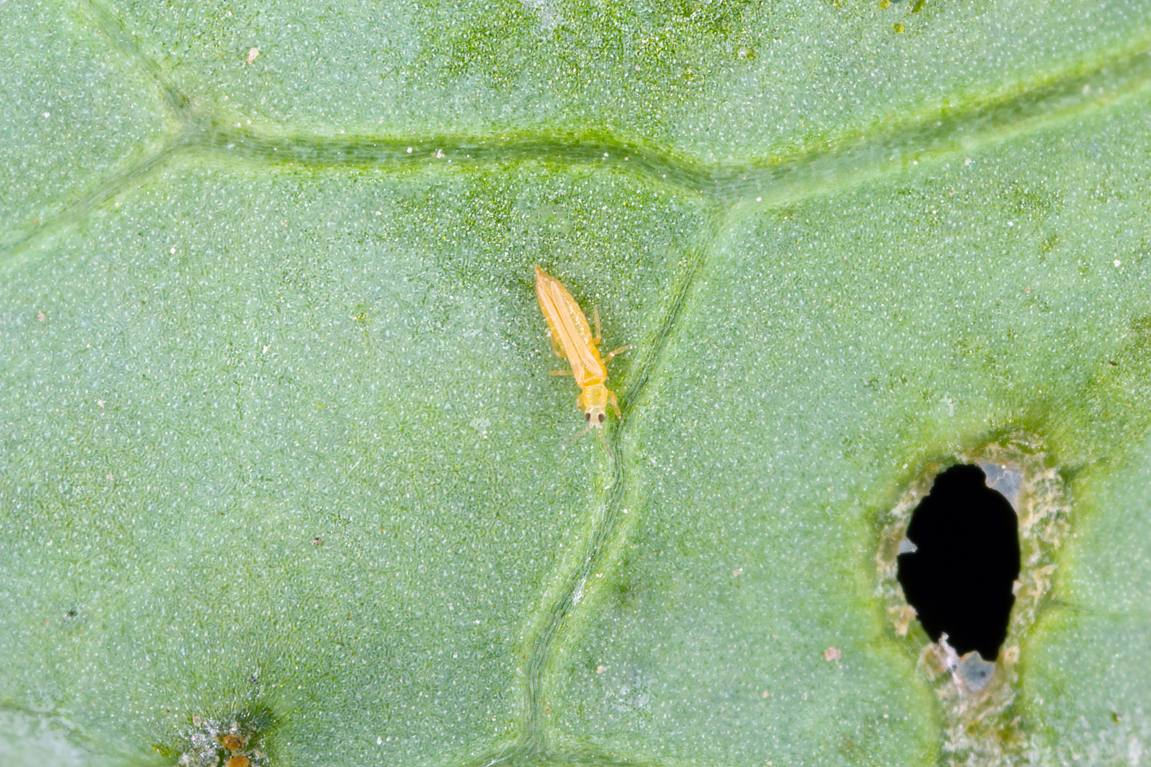 How to get rid of thrips on houseplants