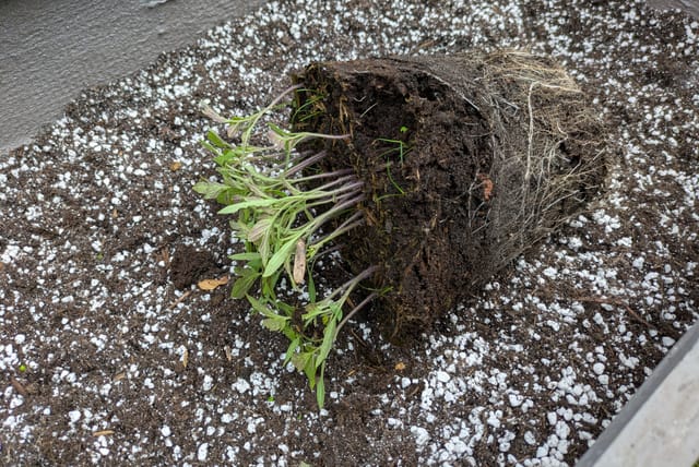 tomato-plant-roots-in-pot.jpg