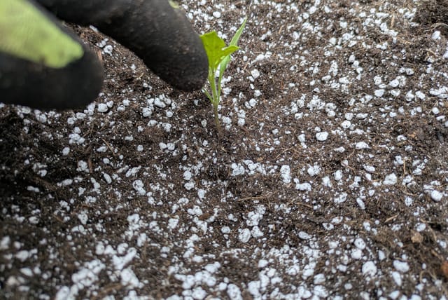 tomato-seedling-in-planter.jpg