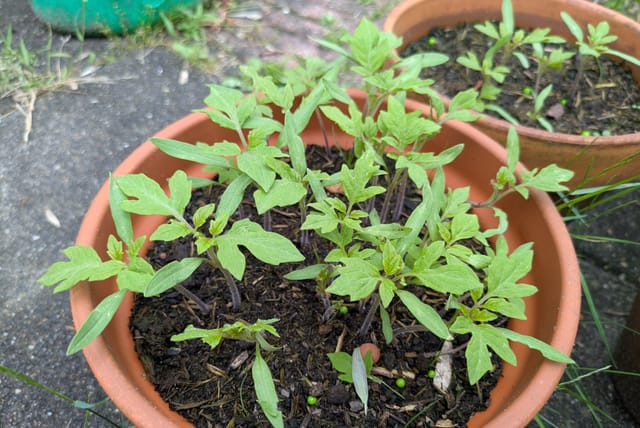 tomato-seedlings-in-pot.jpg