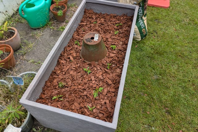 tomatoes-in-fresh-planter.jpg