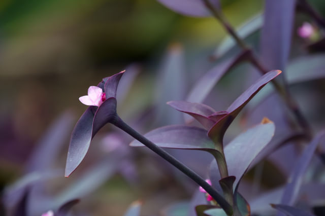 Transcantia pallida van dichtbij Transcantia pallida van dichtbij