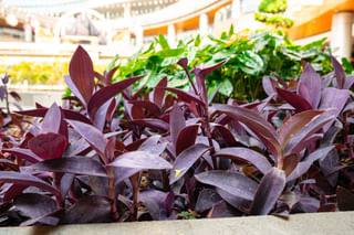 Tradescantia pallida in it's ideal growing environment Tradescantia pallida in it's ideal growing environment