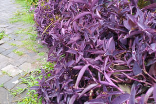 A tradescantia pallida with long growth A tradescantia pallida with long growth