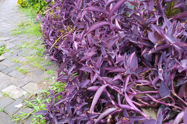 Een tradescantia pallida met lange groei Een tradescantia pallida met lange groei