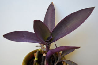 Tradescantia pallida with spider mites Tradescantia pallida with spider mites