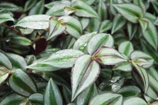 Water drops on the leaves of a Tradescantia Zebrina Water drops on the leaves of a Tradescantia Zebrina