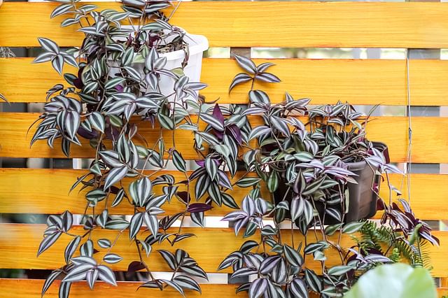 Tradescantia Zebrina on a fence