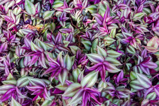 Tradescantia zebrina in the sun Tradescantia zebrina in the sun