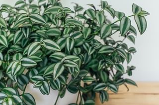 The ultimate plant care guide for the Tradescantia (Spiderwort) The ultimate plant care guide for the Tradescantia (Spiderwort)